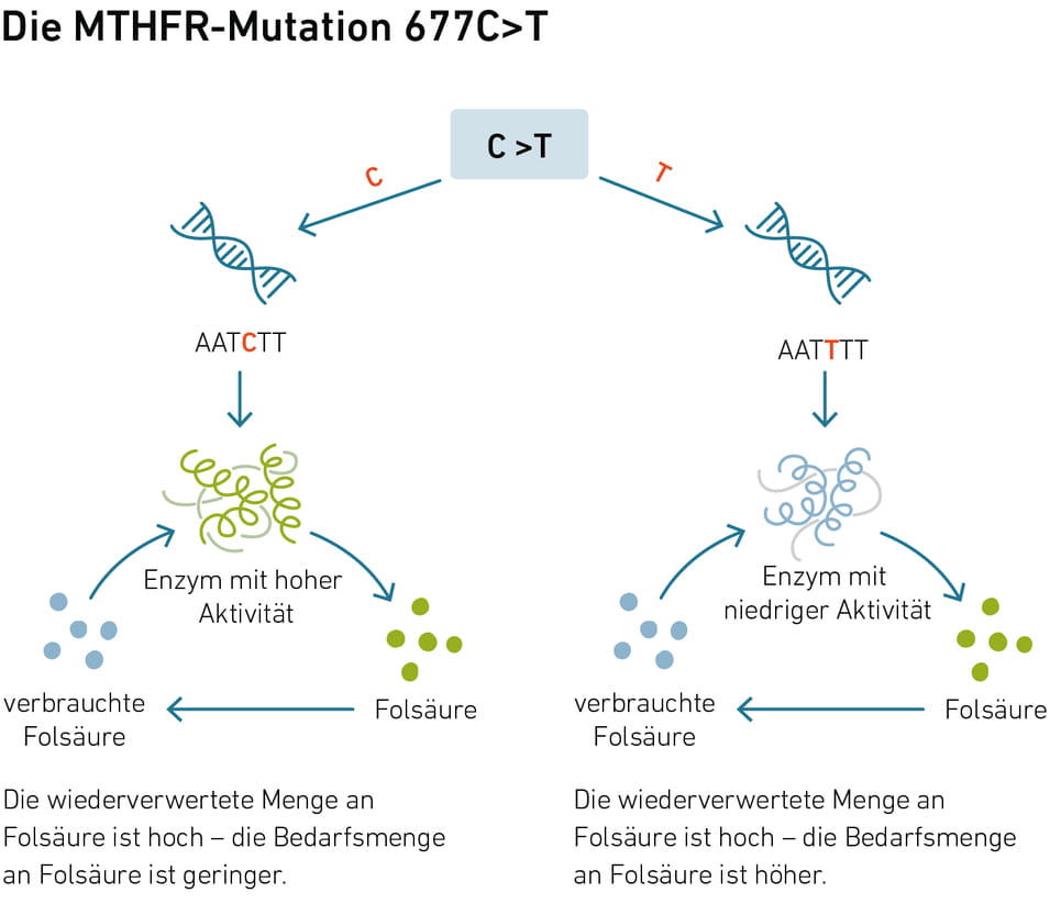2003_Folsaeure-Illustration_Nutrigenetik_DE_RGB